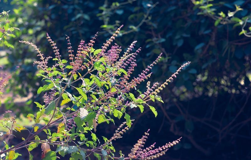 Vector Illustration Of Ocimum Tenuiflorum Known As Holy Basil Or Tulsi  Isolated On White Background Stock Illustration - Download Image Now -  iStock