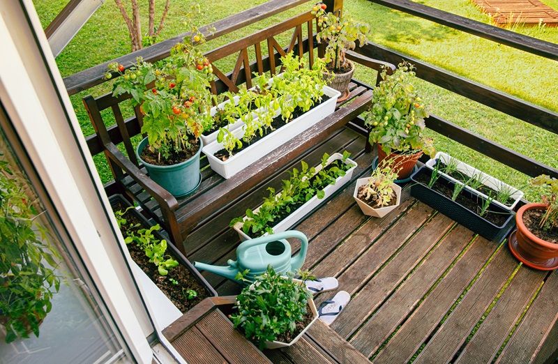 Various_potted_herbs_and_plants_growing_on_home_wood_balcony_in_summer,_small_vegetable_garden_concept