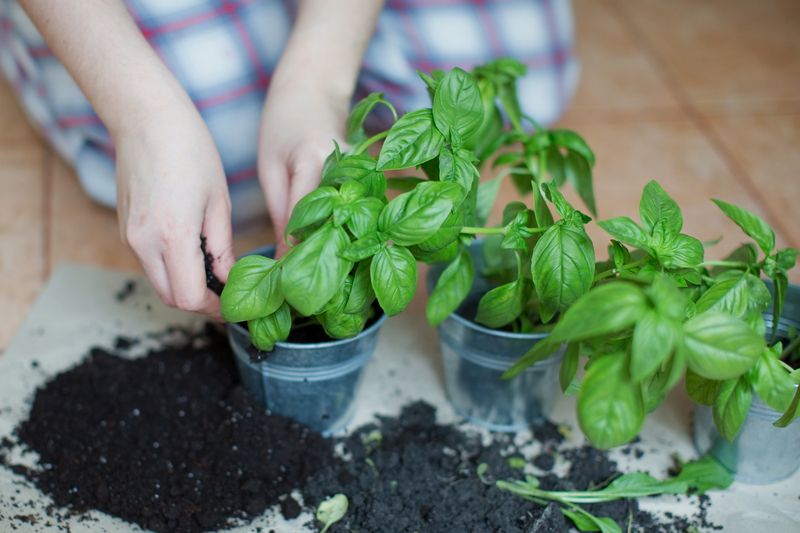 Seedlings_of_fresh_green_herb_basil._Sprouts_of_basil_in_metal_pots,_gardening_concept